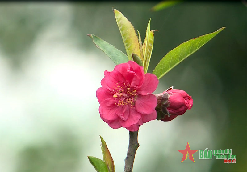 Thời tiết ngày 9-1: Miền Bắc vẫn duy trì trạng thái trời rét, vùng núi cao có nơi dưới 12 độ C